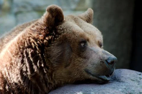 Single brown bear Stock Photos