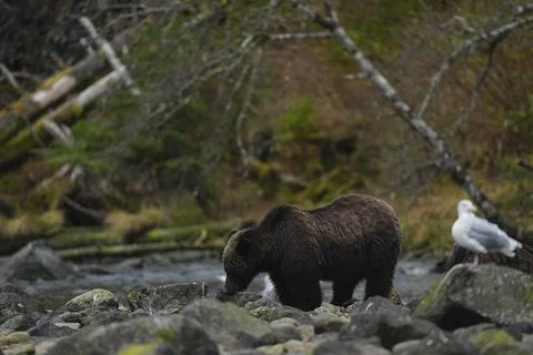 Single brown bear on a rocky riverbed 11 Stock Photos