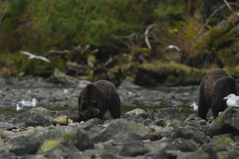 Single brown bear on a rocky riverbed 12 Stock Photos