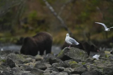Single brown bear on a rocky riverbed 14 Stock Photos
