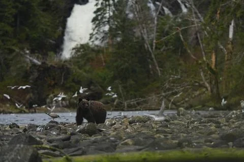 Single brown bear on a rocky riverbed 21 Stock Photos