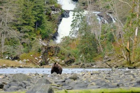 Single brown bear on a rocky riverbed 23 Stock Photos