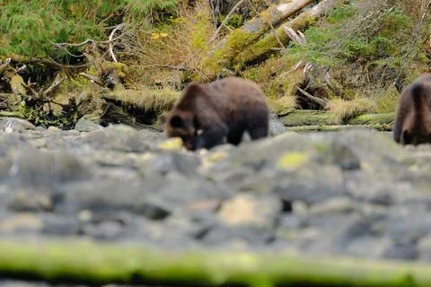 Single brown bear on a rocky riverbed 24 Stock Photos