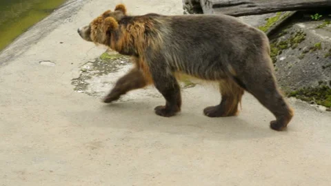 Single brown bear in zoo 库存影片 96039270