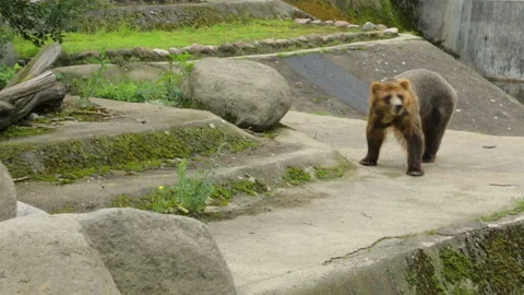 Single brown bear in zoo Stock Footage 96039334