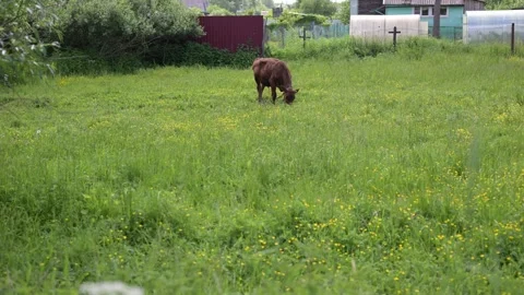 Single brown bovine eats grass near fence Stock Footage 336538827