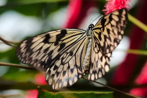 Single brown butterfly Stock Photos