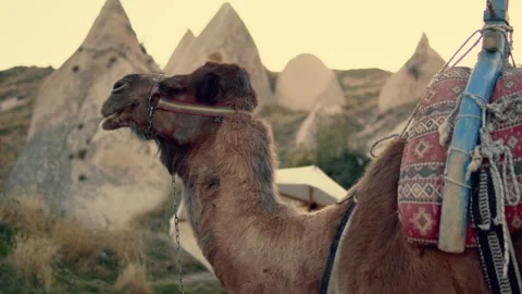 Single Brown Camel Standing on Desert. Stock Footage 262557661