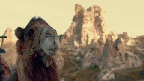 Single Brown Camel Standing on Desert. Stock Footage 262557897