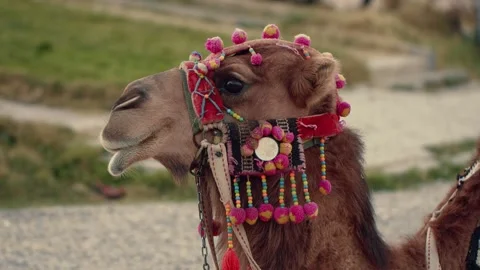 Single Brown Camel Standing on Desert. Stock Footage 262558206