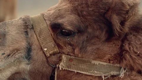 Single Brown Camel Standing on Desert. Stock Footage 262558305