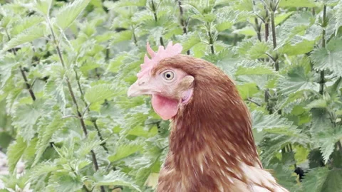 Single brown chicken looking around close up Vídeos de archivo 334106921