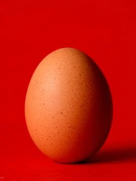 Single brown chicken Stock Photos