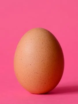Single brown chicken Stock Photos