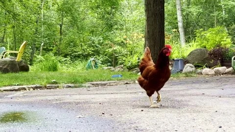 A single brown chicken walking cautiously on pavement. Stock Footage 251905238