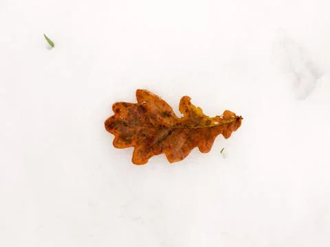 Single brown close up fallen oak leaf whole on white snow background floor na Stock Photos