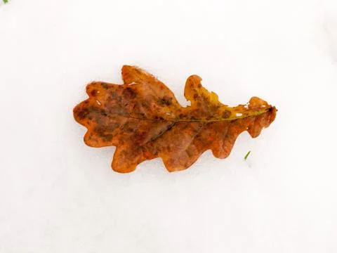Single brown close up fallen oak leaf whole on white snow background floor na Stock Photos