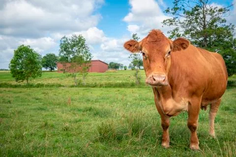 Single brown cow looking at camera on a meadow Stock Photos