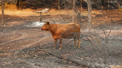 Single Brown Cow Standing Alone on Burnt Soil with Scorched Earth After Wildfire Video stock 315128571