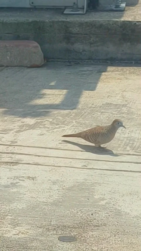 Single brown dove standing on textured concrete in natural urban daylight Stock Footage 327499866