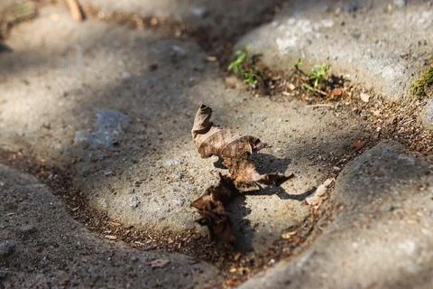 Single Brown Dried Leaf Fallen on Rough Sandy Cement Ground, Close up of Wi.. Stock Photos