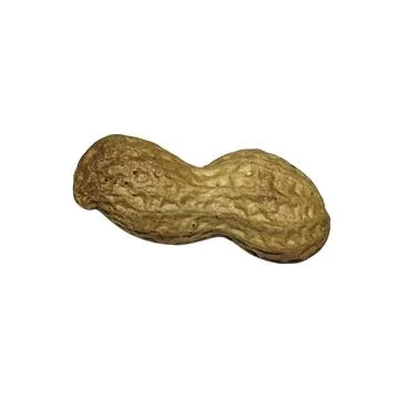 Single Brown Dried Peanut Shell on White Background 스톡 사진