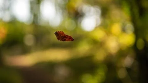 Single brown dry leaf falling down from tree in forest. Stock Photos