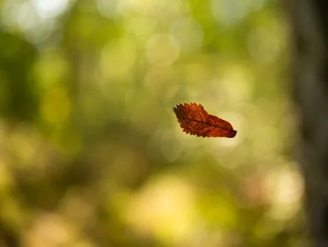 Single brown dry leaf falling down from tree in forest. Stock Photos
