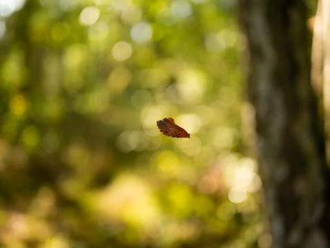 Single brown dry leaf falling down from tree in forest. Stock Photos