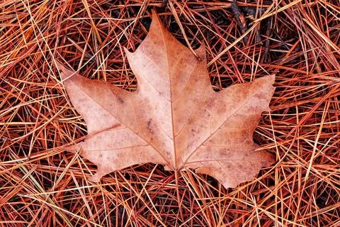 Single brown dry maple leaf on a carpet of fallen pine needles Stock Photos