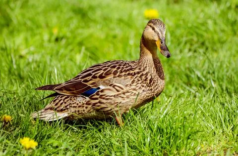 Single brown duck Фото