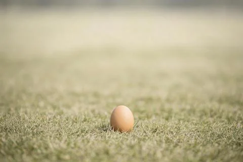 Single brown egg resting on dew-covered grass in soft morning light Stock Photos