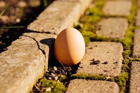 Single brown egg resting on mossy cobblestones in warm sunlight Stock Photos