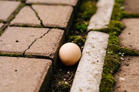 A single brown egg rests in a crack between weathered paving stones with moss Stock Photos