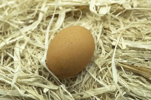Single brown egg rests on pale straw Stock Photos