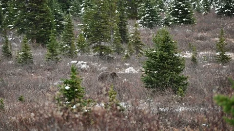 Single brown Grizzly Bear foraging in autumn wilderness with snowing at Icefi Stock Footage 166554250