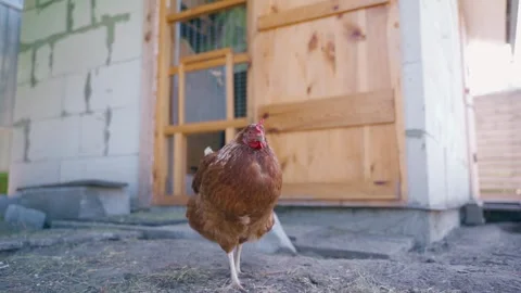 A single brown hen stands on the background of a chicken coop, close-up Stock Footage 284238796