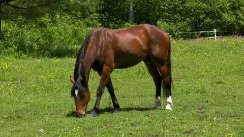 Single brown horse Video stock 132258389