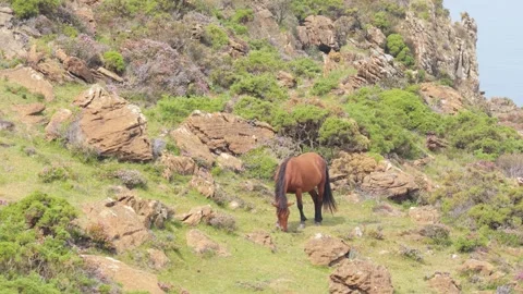 A single brown horse grazes peacefully on a rugged, rocky hillside covered with Stock Footage 346708141