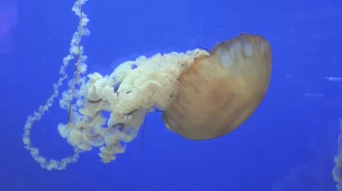 Single Brown Jelly Fish Stock Footage 1218085
