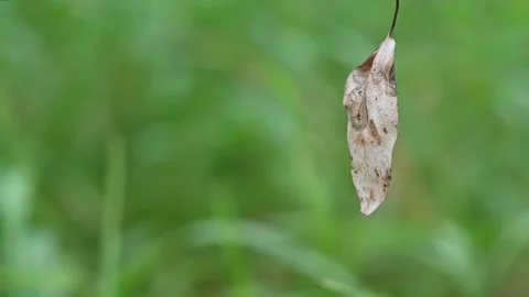 A single brown leaf is hanging with a out of focus green grass background.  Stock Footage 140121434