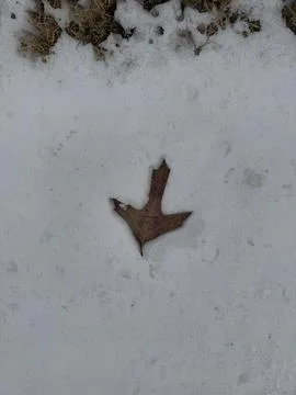 Single brown leaf resting on fresh snow background Stock Photos