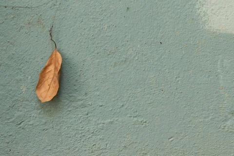 A single brown leaf stuck to a textured green wall with a rough surface Stock-Fotos