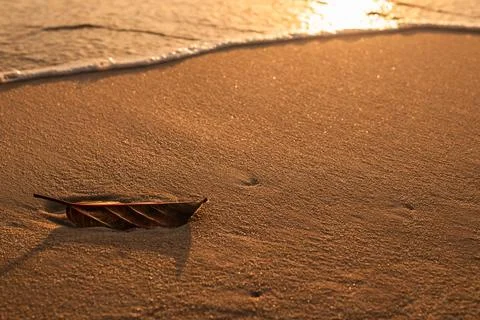 Single Brown Leaf on a Wet Sandy Beach at Golden Hour Stock-Fotos