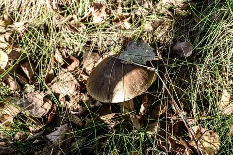 Single brown mushroom with a leaf on its cap nestled in autumn grass and fa.. Stock Photos