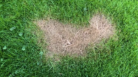 Single Brown Patch on Green Lawn Caused by Grass Disease Stock Footage 315642318