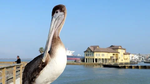 Single brown pelican on railing of a pier. Stock Footage 246132588