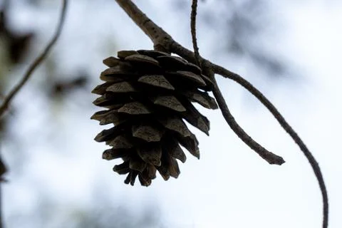 Single Brown Pine Cone Hanging on a Bare Tree Branch Against Soft Sky Backg.. Stock Photos