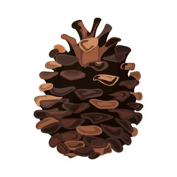 A single, brown pine cone isolated on a white background Stock Illustration
