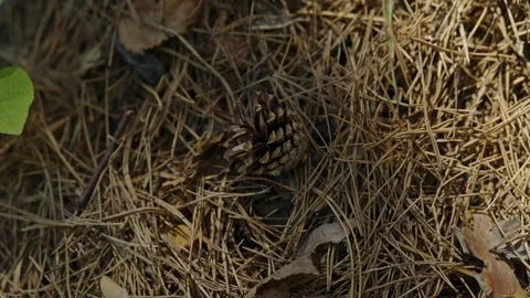 Single brown pine cone lying on dry pine needles ground Stock Footage 337390510